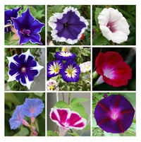Non-gmo morning glory blume samen