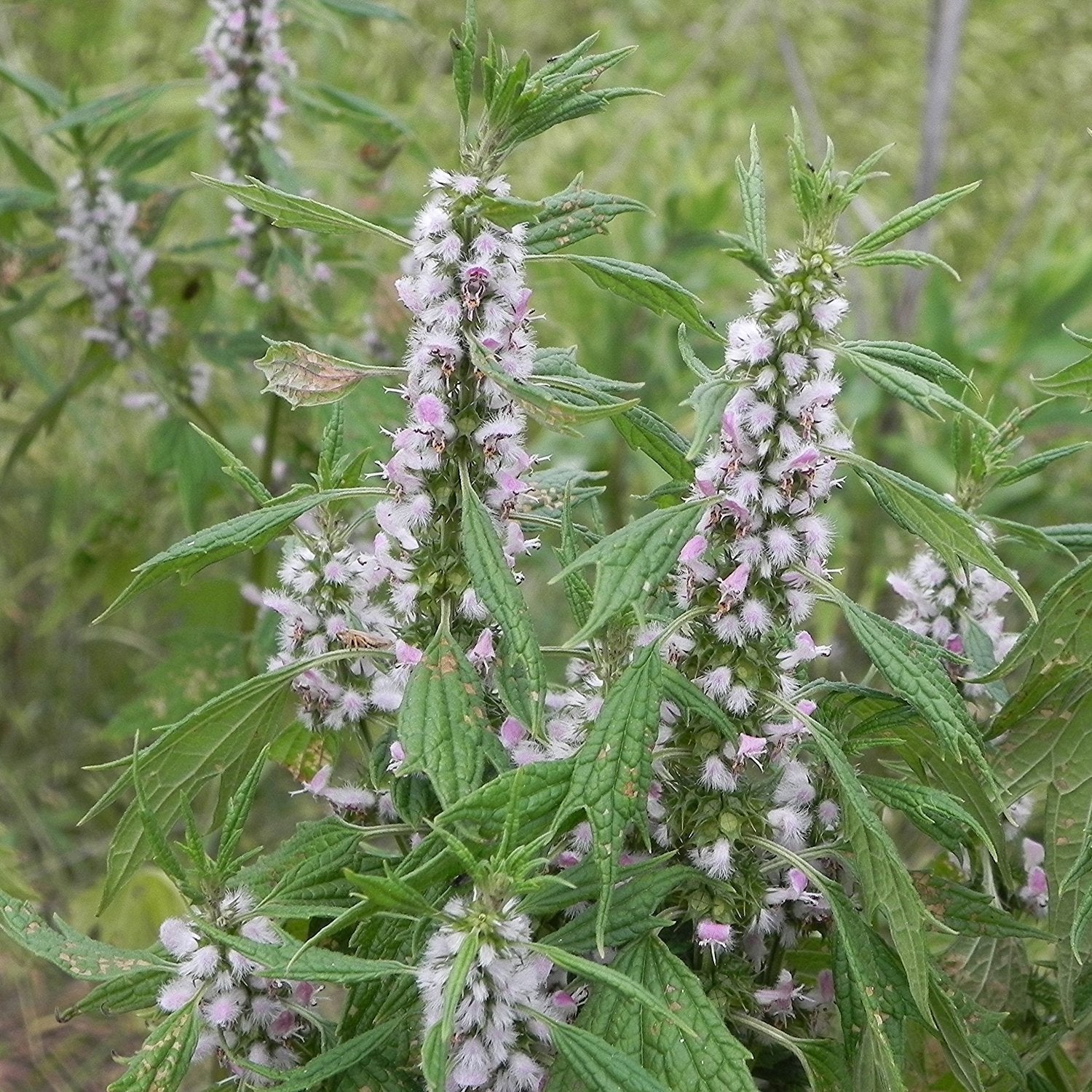 gentechnikfrei Motherwort Blume Samen for wild gardens