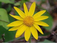Non GMO Mountain Arnica Samen for Aussaat