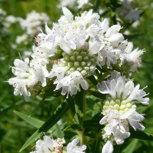 gentechnikfrei Mountain Mint Samen for native wildlife gardens
