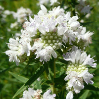 gentechnikfrei Mountain Mint Samen for native wildlife gardens