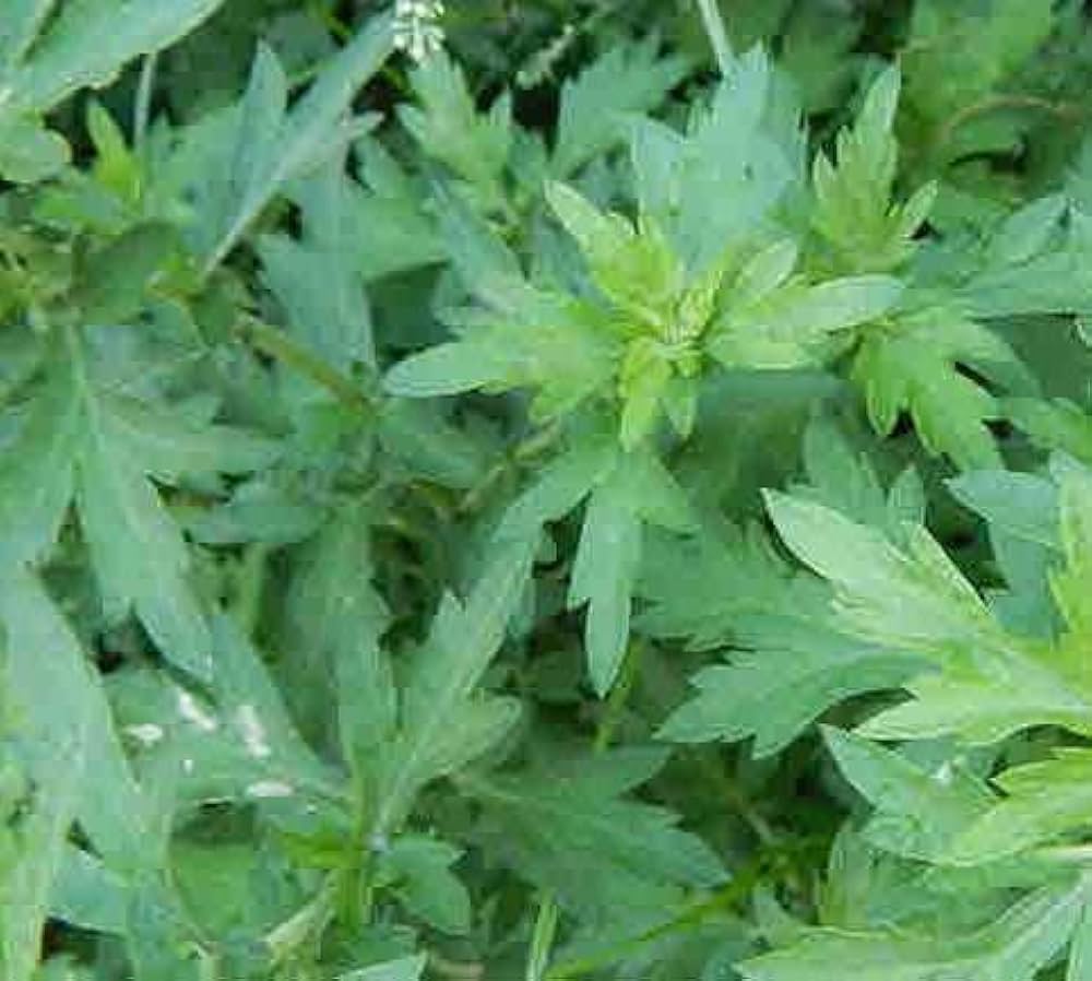 gentechnikfrei Mugwort Samen producing silver foliage