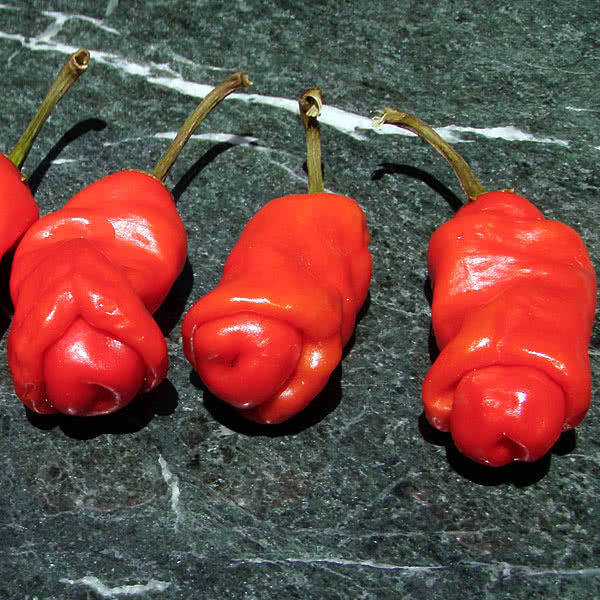 Non gmo multi-colored chili samen für gardeners