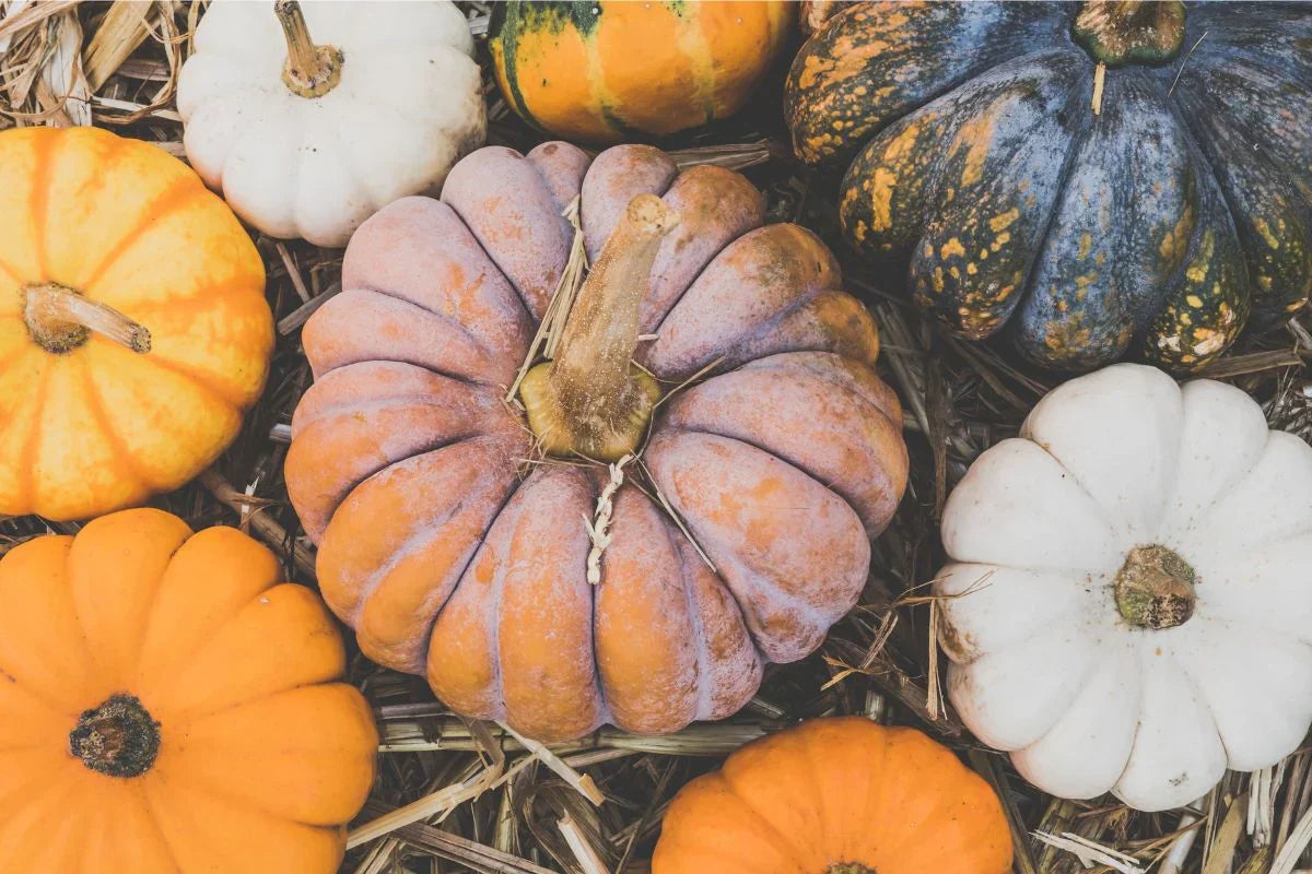 Non gmo multi colored pumpkin samen