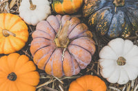 Non gmo multi colored pumpkin samen