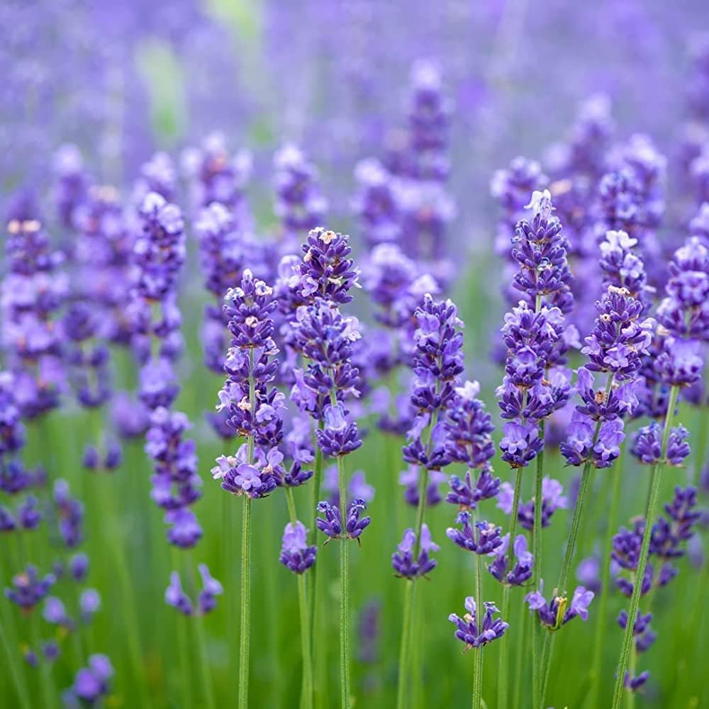 gentechnikfrei Munstead Lavender Blume Samen for cottage gardens