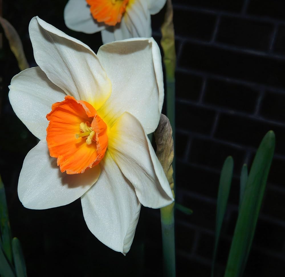 Non-gmo narcissus daffodil samen for home gardening