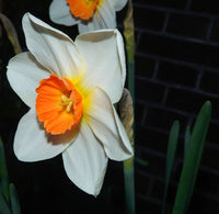 Non-gmo narcissus daffodil samen for home gardening