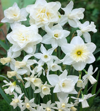 Premium non-gmo narcissus blume samen