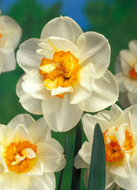 Non-gmo double narcissus samen for home gardening