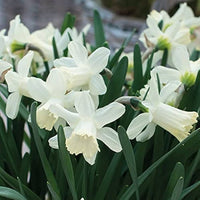 Non-gmo narcissus blume samen for elegant gardens