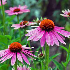 gentechnikfrei Narrow Leaf Echinacea Samen for wildflower gardens
