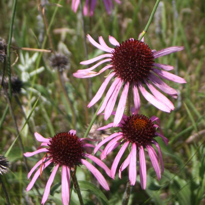 gentechnikfrei Narrowleaf Echinacea Blume Samen for dry landscapes