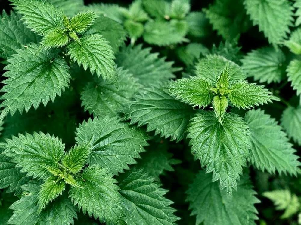 gentechnikfrei Stinging Nettle Samen for ecological landscapes