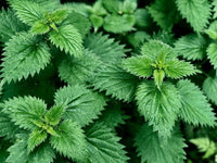 gentechnikfrei Stinging Nettle Samen for ecological landscapes
