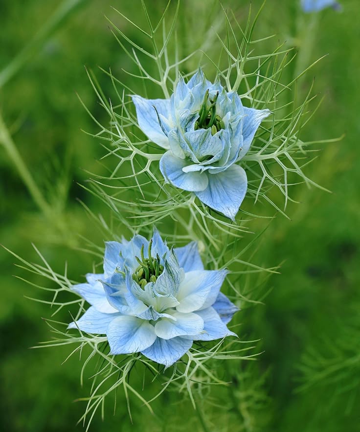 Non-gmo nigella jekyll blume samen