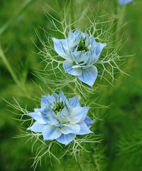 Non-gmo nigella jekyll blume samen