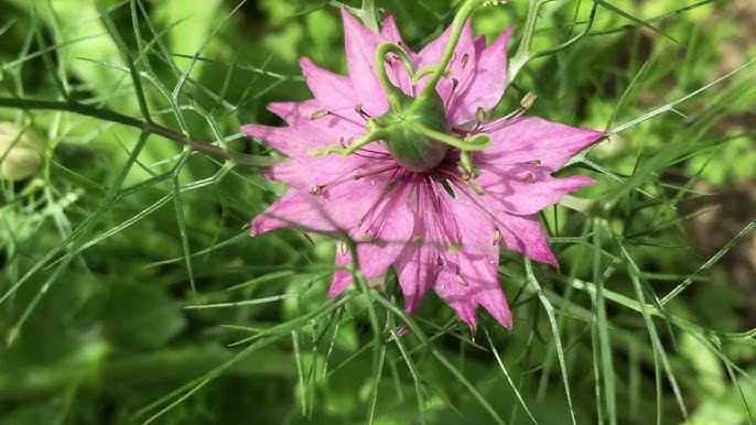 Non-gmo nigella damascena rosa blume samen