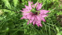 Non-gmo nigella damascena rosa blume samen