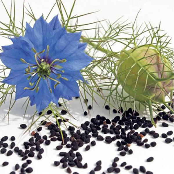 gentechnikfrei Nigella sativa Blume Samen for pollinator gardens