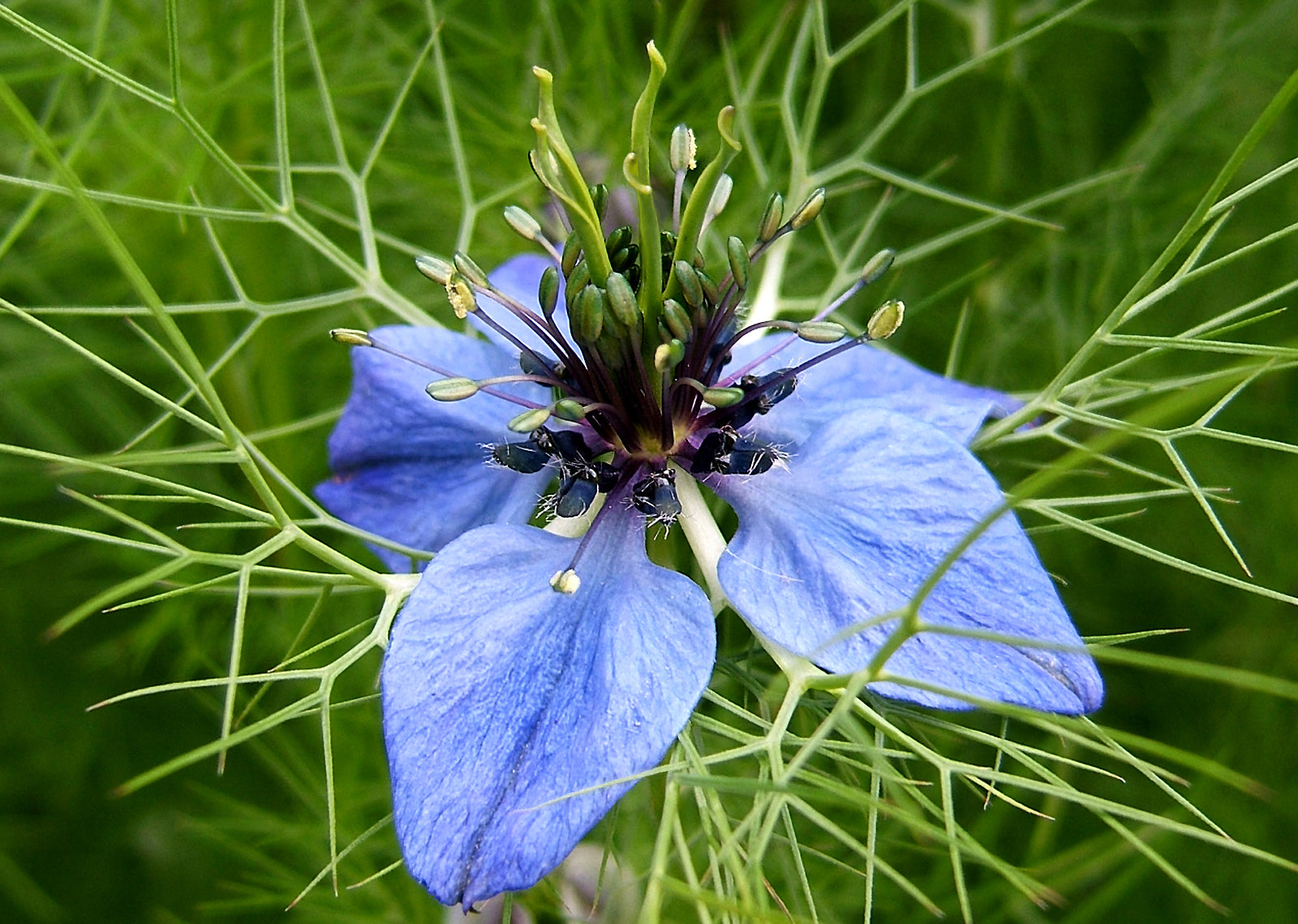 Non-gmo nigella damascena blume samen