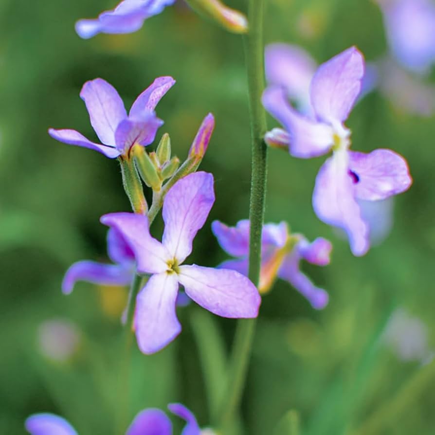 Non-gmo night scented stock samen