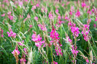 Non-gmo onobrychis viciifolia meadow blume samen