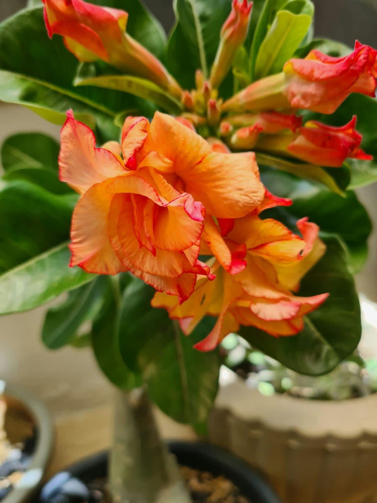 Non gmo orange adenium samen
