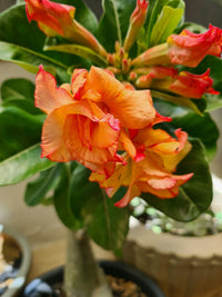 Non gmo orange adenium samen