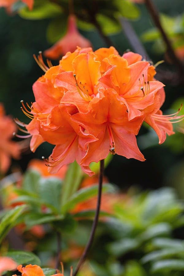 Non-gmo orange azalea blume samen