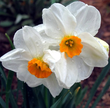 Non-gmo orange daffodil samen for spring anpflanzung