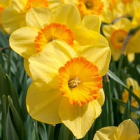 Non-gmo orange daffodil blume samen
