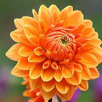 Non-gmo orange dahlia samen for gardening