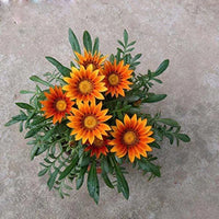 Non-gmo orange gazania samen for home gardening