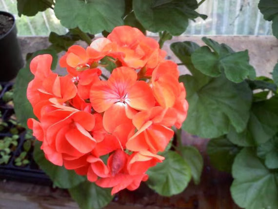 Non gmo orange geranium samen