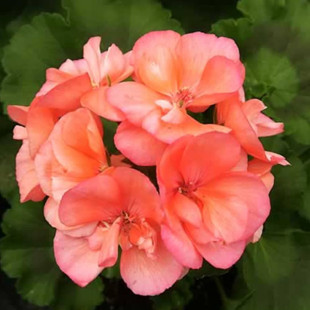 Non-gmo orange geranium samen for beautiful garten blooms