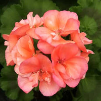 Non-gmo orange geranium samen for beautiful garten blooms