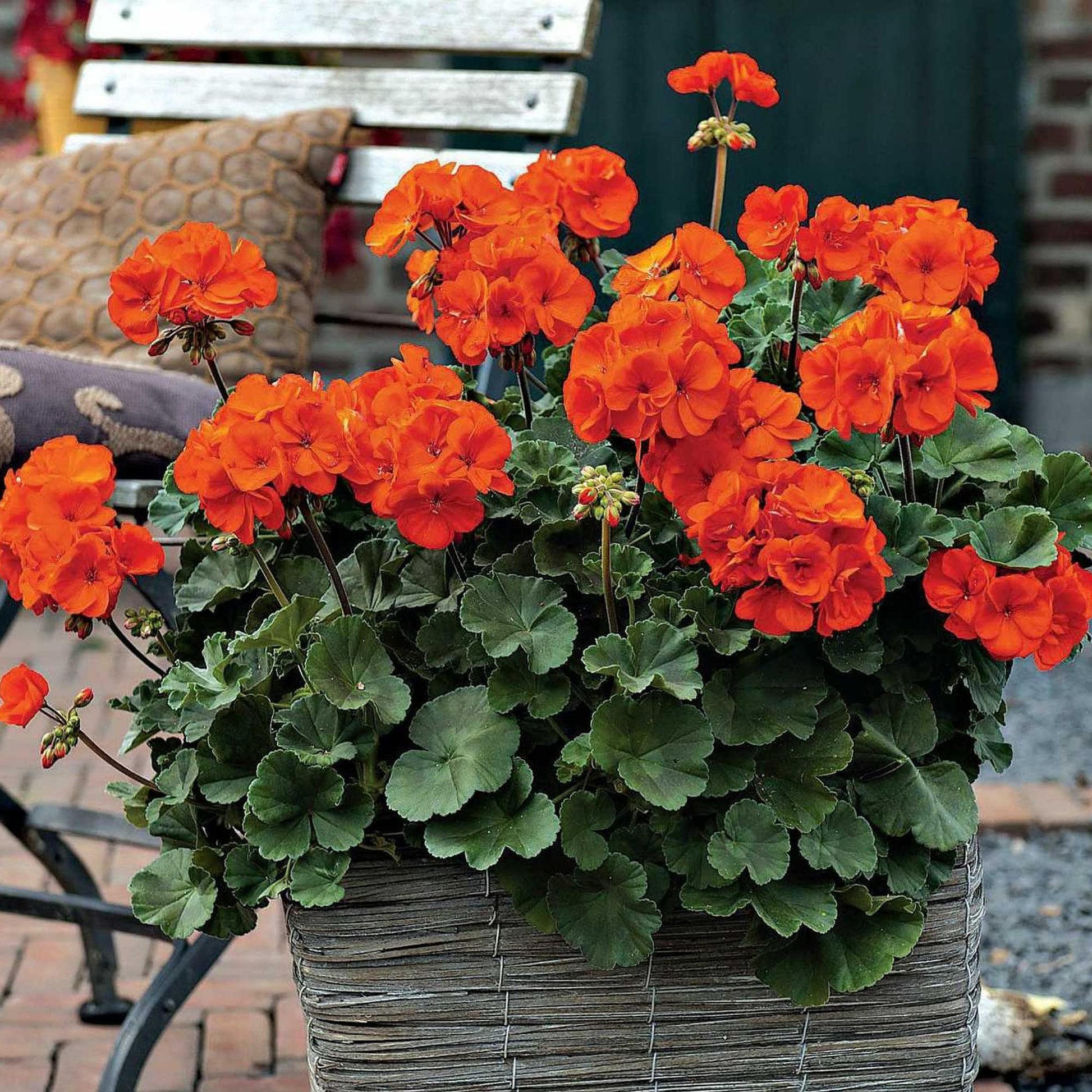 Non-gmo orange geranium samen for home gardening