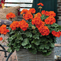 Non-gmo orange geranium samen for home gardening