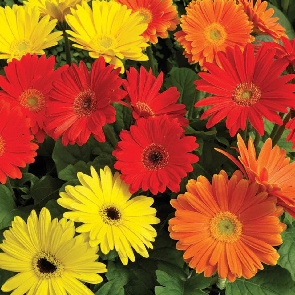 Non-gmo orange gerbera samen for home gardening