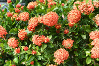 Non-gmo orange hydrangea samen premium quality for anpflanzung
