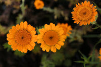 Non GMO Orange Marguerite Daisy Samen