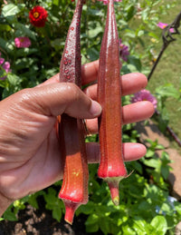 Non gmo orange okra samen für productive gardens