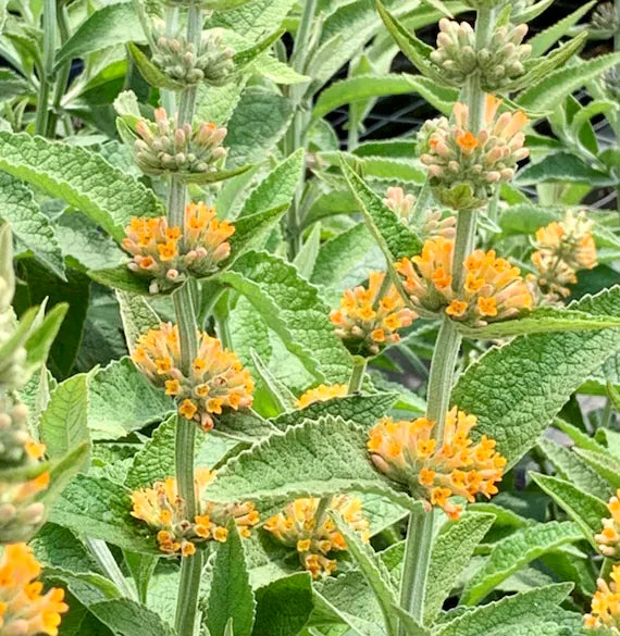 Non-gmo orange rosa buddleia samen for gardening