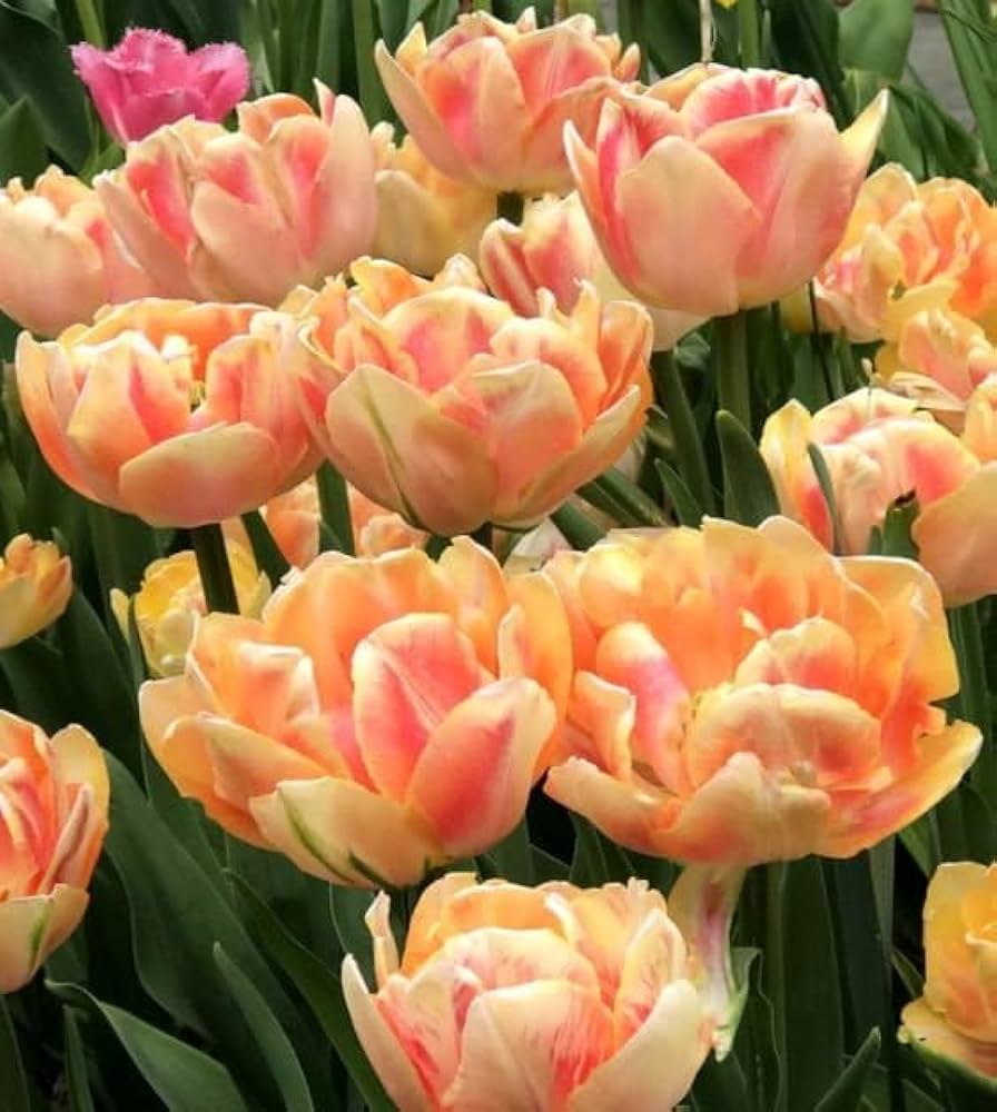 Non-gmo orange and rosa tulip samen for gardening