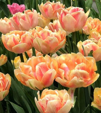 Non-gmo orange and rosa tulip samen for gardening