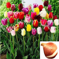 Non-gmo orange and lila tulip samen