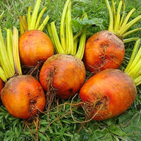 Non gmo orange radish samen