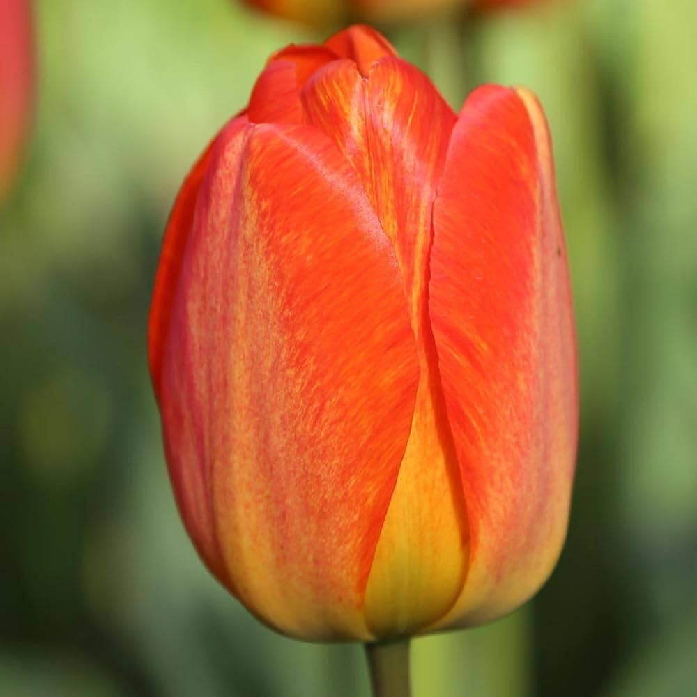 Non-gmo orange tulip samen for gardening