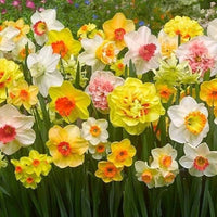 Non-gmo orange and weiß daffodil samen for gardening